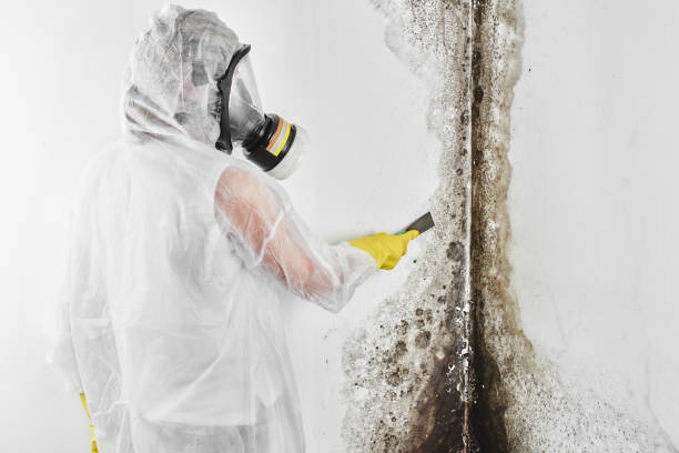 Best HVAC Mold Remediation in West Orange, TX