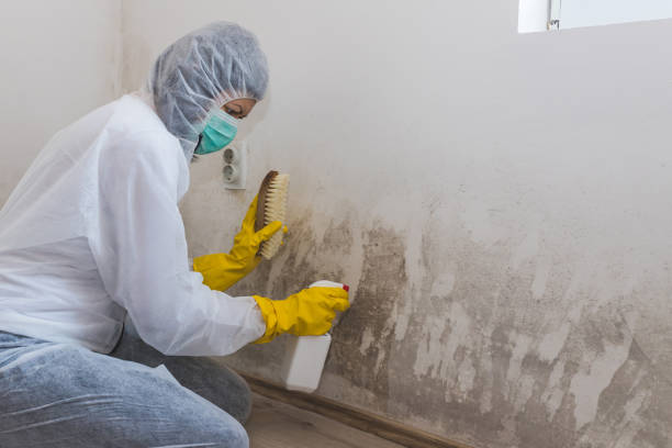 Best Commercial Mold Remediation in West Orange, TX