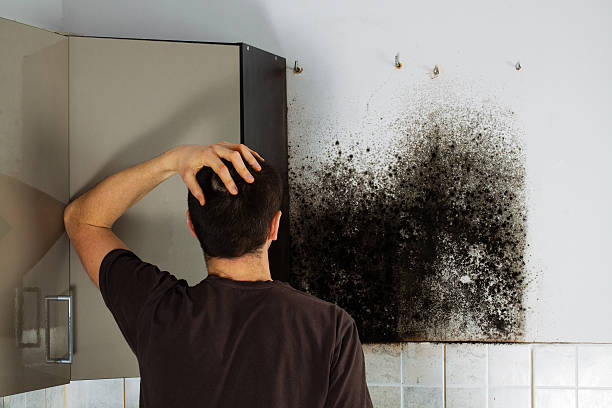 Best Black Mold Remediation in West Orange, TX