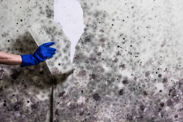 Best Residential Mold Remediation in West Orange, TX