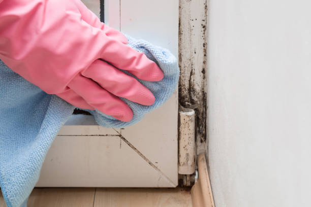 Best Preventive Mold Services in West Orange, TX