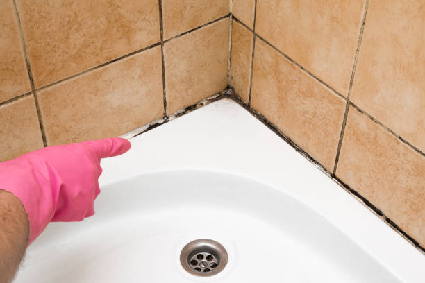 Trusted West Orange, TX Mold Remediation Experts