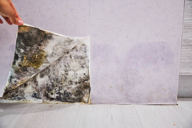 Best Kitchen Mold Remediation in West Orange, TX